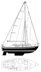 Snapdragon 29 Drawing
