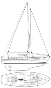 Salmo Salar Drawing