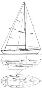 Nutmeg 24 Drawing