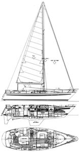 Maple Leaf 45 Drawing