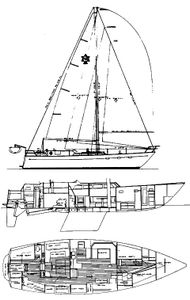 Maple Leaf 48 Drawing